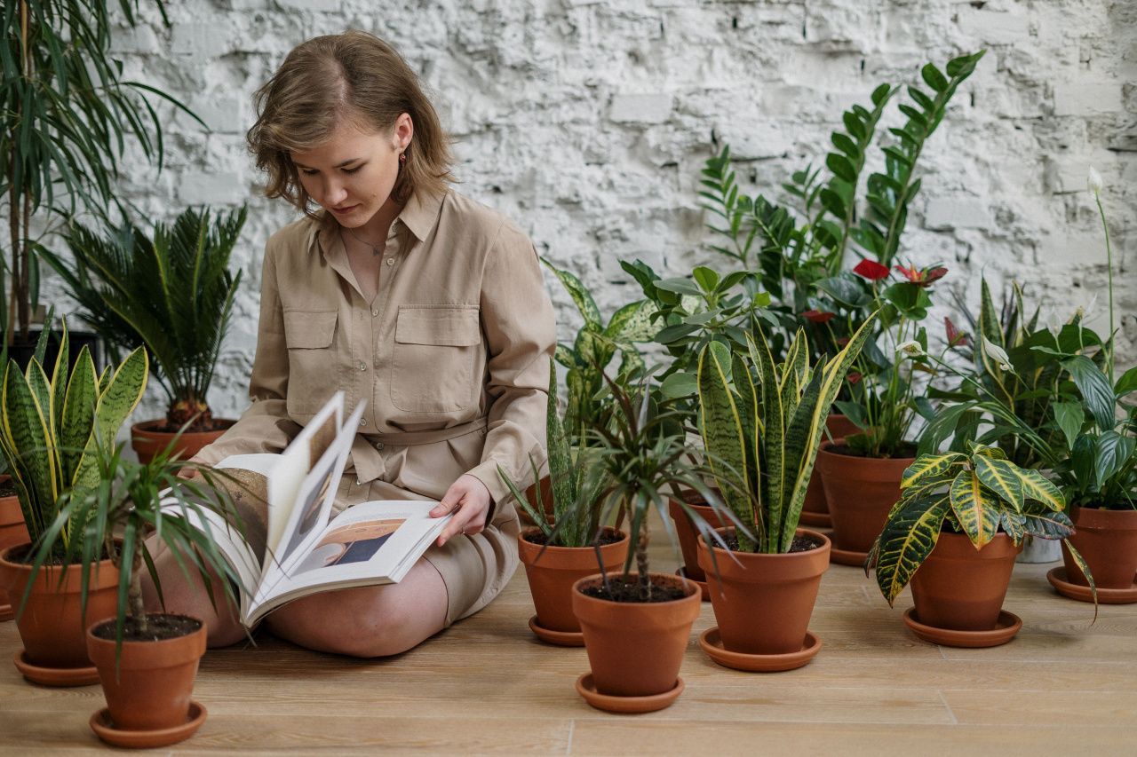 5 растений для квартиры, за которыми ухаживать проще, чем кажется