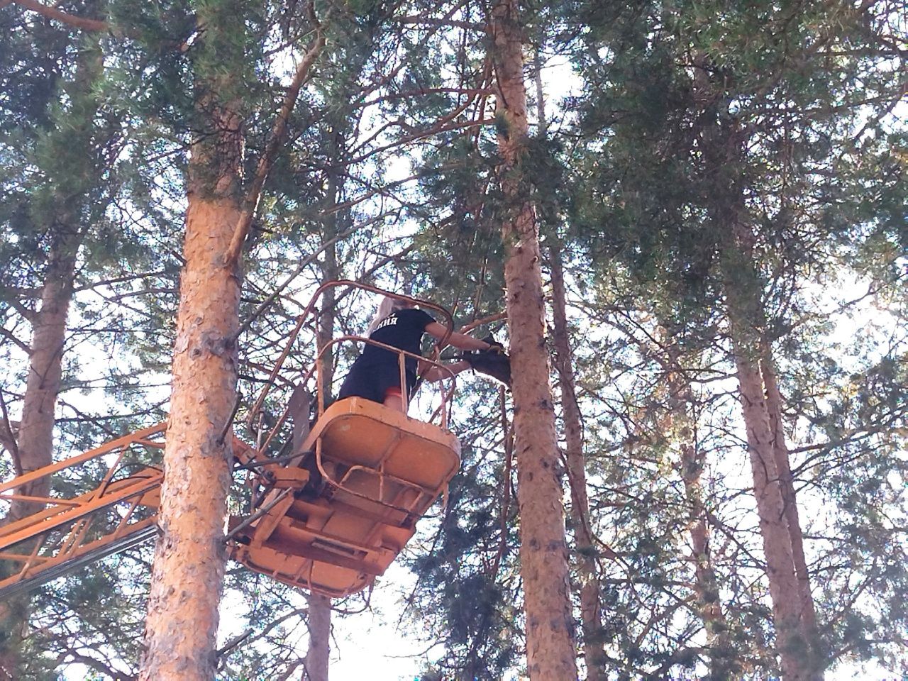 Спасли кошку, просидевшую на дереве сутки 