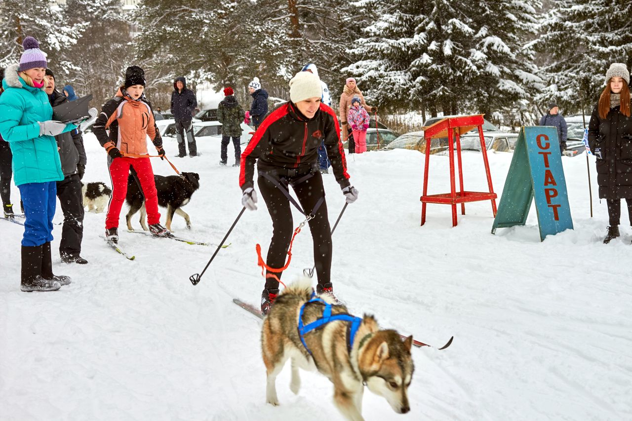 Самой послушной собакой оказался Мистер Х. Краснотурьинцы участвовали в соревнованиях и конкурсах со своими собаками