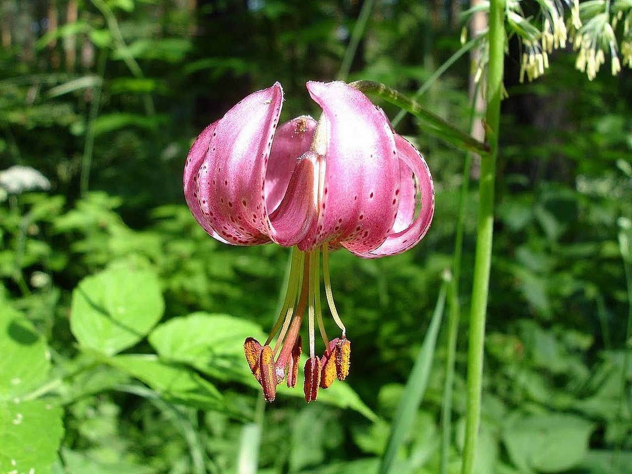 Ликбез по растениям: лилия саранка