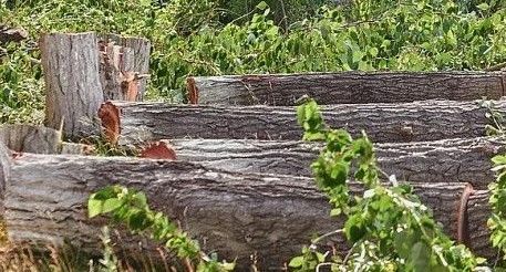 Для строительства дороги к мусоросортировочному заводу вырубят больше 100 деревьев 