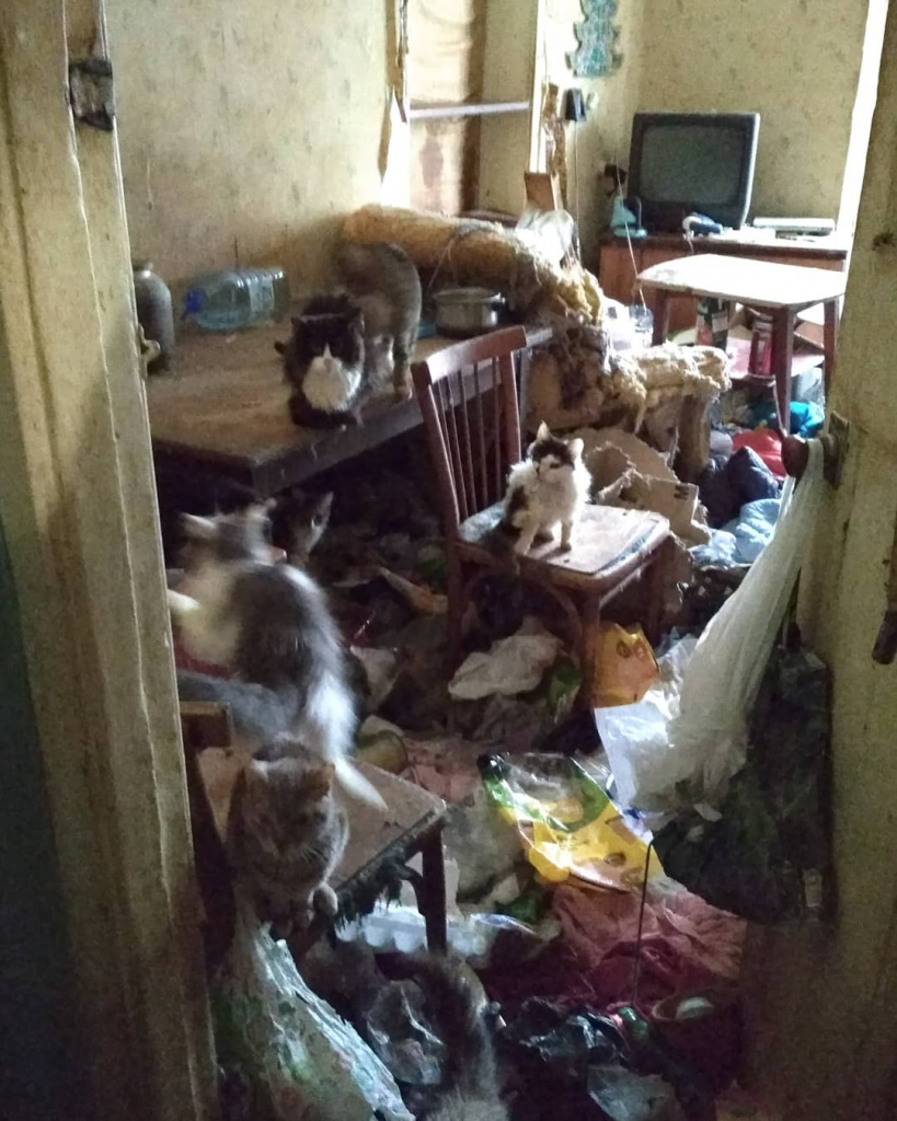 Все 20 кошек проживали в квартире вместе с женщиной. Фото: с личной страницы Анастасиии в инстаграме. 