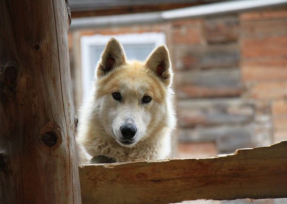 В Краснотурьинске не нашли ловцов собак