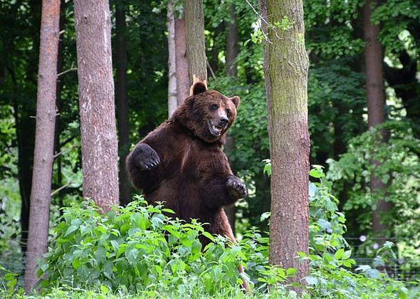 В Свердловской области до конца октября расстреляют 26 медведей для регулировки их численности