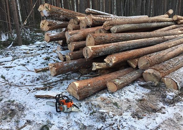За вырубку леса вблизи Краснотурьинска оштрафовали на 600 тысяч рублей