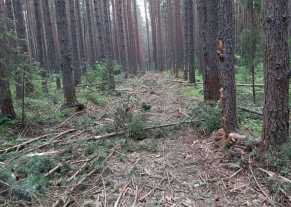 Мэрия продаст меньше вырубленных деревьев, чем планировалось