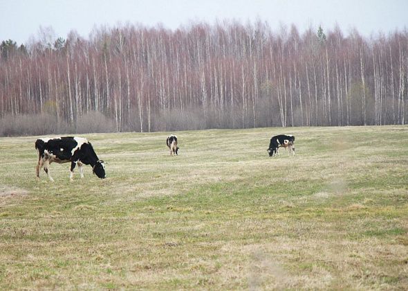 В Краснотурьинске увеличилось поголовье скота 