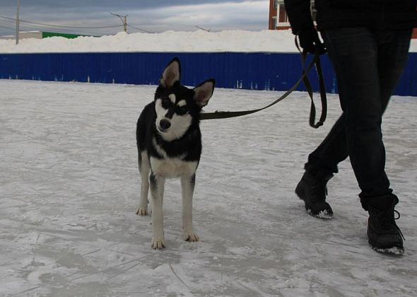 Собаке Стеше, которую хозяин подвешивал в Краснотурьинске, нашли новый дом