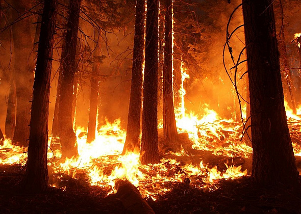 Площадь лесных пожаров в Сибири превысила 2,6 млн га