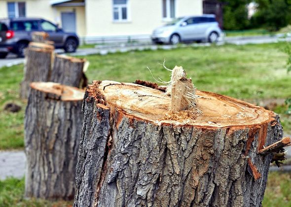 Заниматься ликвидацией деревьев в Карпинске будет фирма из Краснотурьинска
