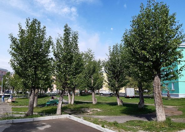 Городские власти посчитали все «дереворубли». Сколько придется заплатить за вырубку деревьев в городе