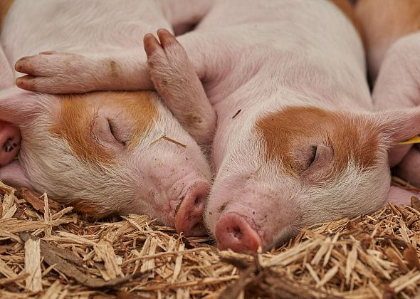 В мэрии озаботились защитой от чумы свиней  