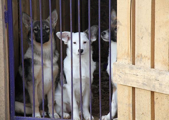 Власти отчитались о собаках, пойманных в поселке Рудничном. Ранее животные загнали детей на горку