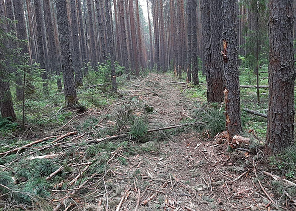 Деревья, вырубленные во время строительства лыжероллерной трассы, собираются продать