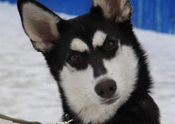 Собаке Стеше, которую подвешивал хозяин в Краснотурьинске, ищут хозяина