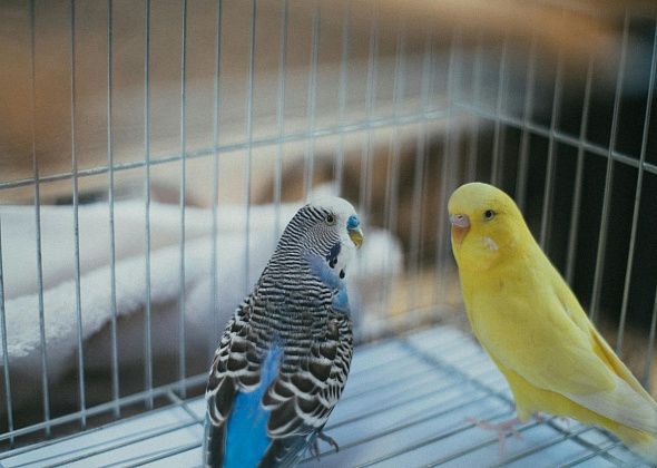 Что нужно знать перед тем, как завести попугая?