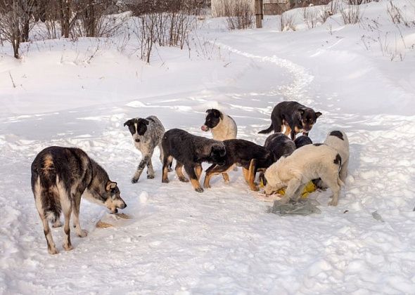 В Краснотурьинске отловят 116 бродячих собак