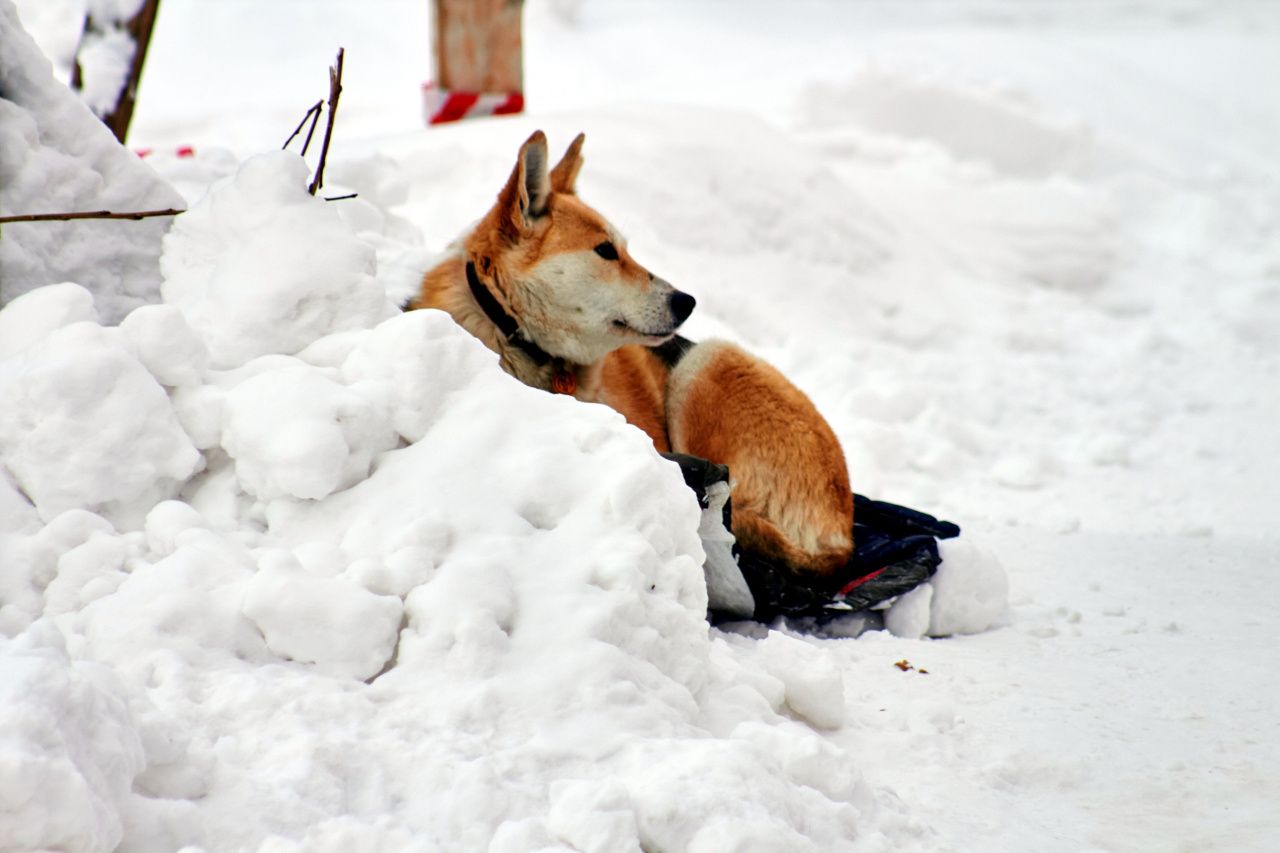«Вы что там в Думе сидите?» Депутаты и мэр вновь обсудили «собачий вопрос»