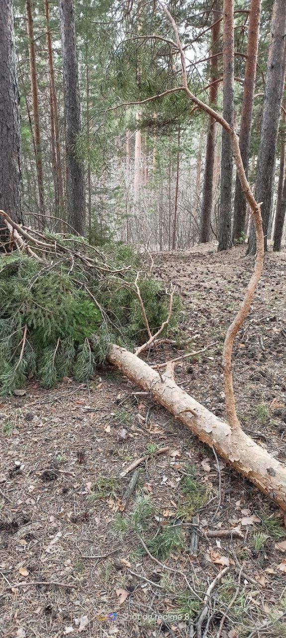 «Вырубленные сосны посчитали валежником». Горожанку беспокоит уничтожение деревьев в Заречном районе