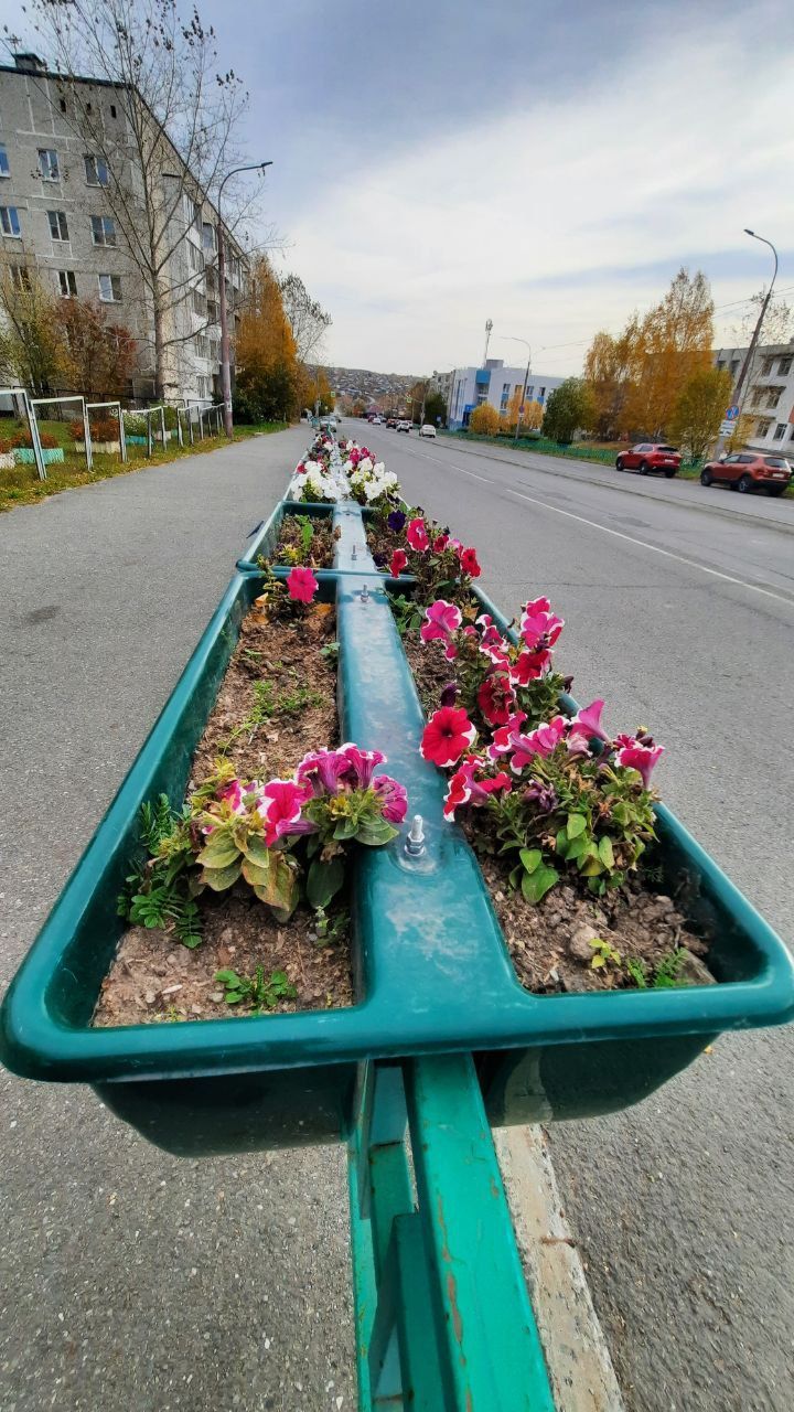 С улиц Краснотурьинска начали убирать цветы