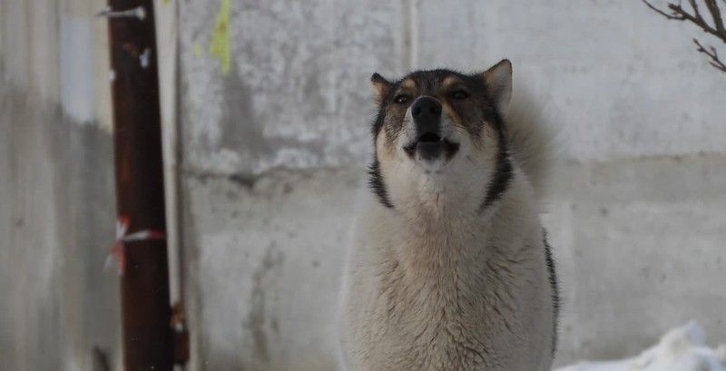 Областные власти выделяют почти 900 тысяч на отлов бродячих собак в Краснотурьинске