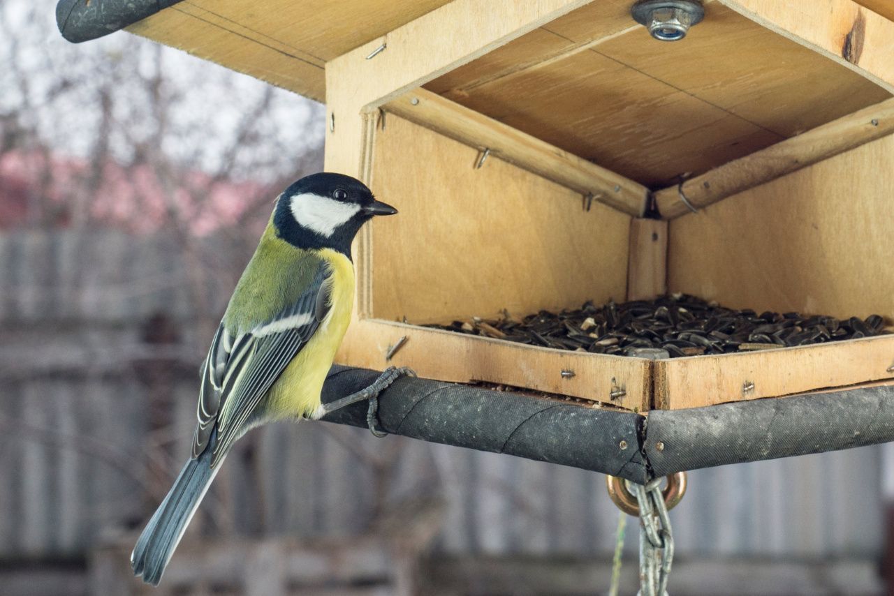 Чем лучше кормить птиц зимой и какую кормушку выбрать?