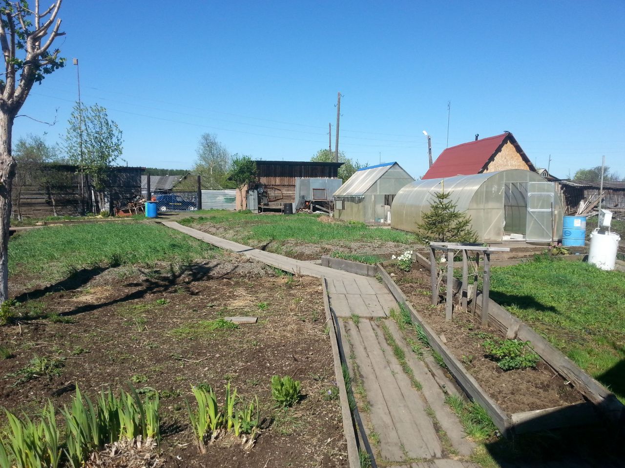 Чем заняться в саду в мае: подрезаем кусты, готовимся к посадке картофеля, садим гладиолусы