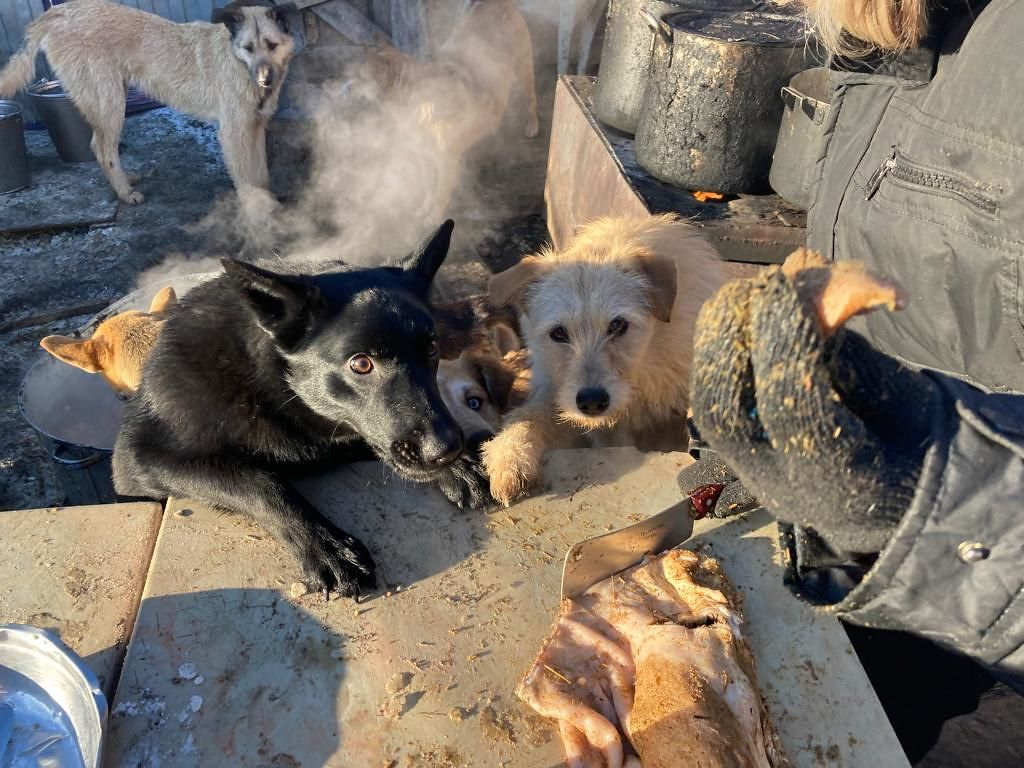 В Краснотурьинске запустили «Добрый прокат»: лыжи в обмен на корм для животных