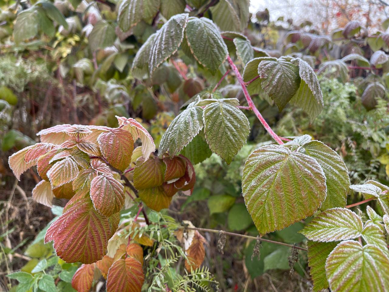 На севере области закончилось "бабье лето"
