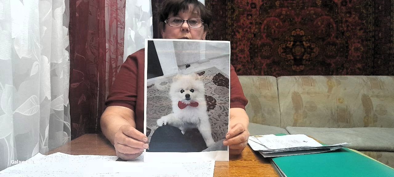 «Персика разорвали». Суд взыскал с хозяина охотничьей собаки ущерб от гибели шпица