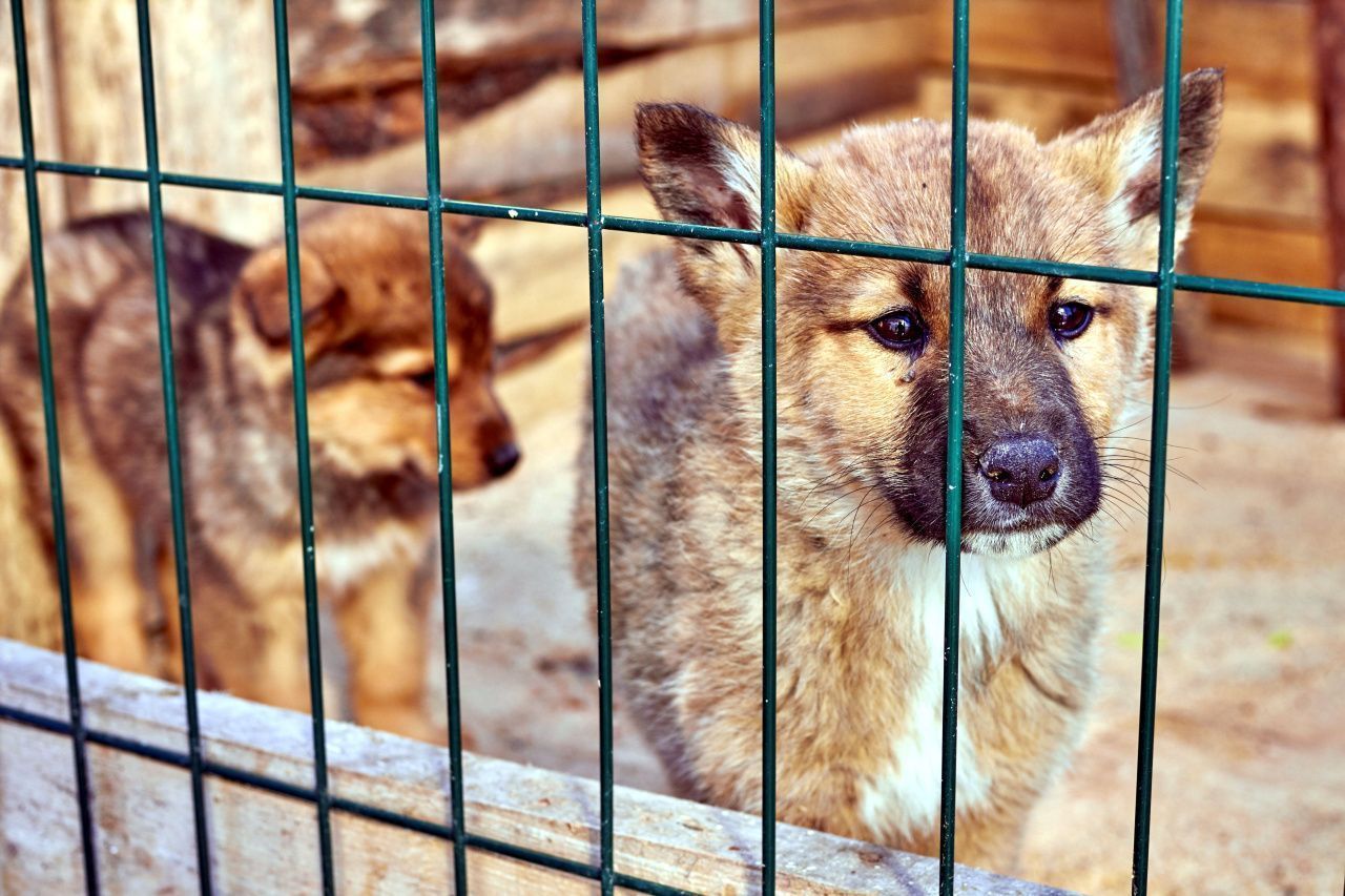 Приют «Лапа помощи» закрылся: почему и что стало с оставшимися животными |  Истории | Краснотурьинск.инфо