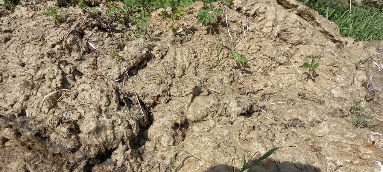 «Здесь гуляют дети и животные». Читательница просит убрать брошенную в Рудничном стекловату