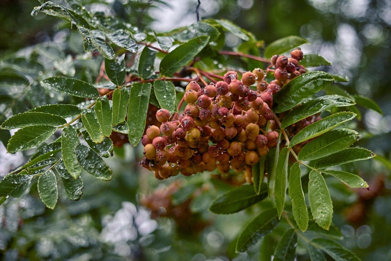 В Краснотурьинске пройдет фольклорный праздник «Уральская рябина»