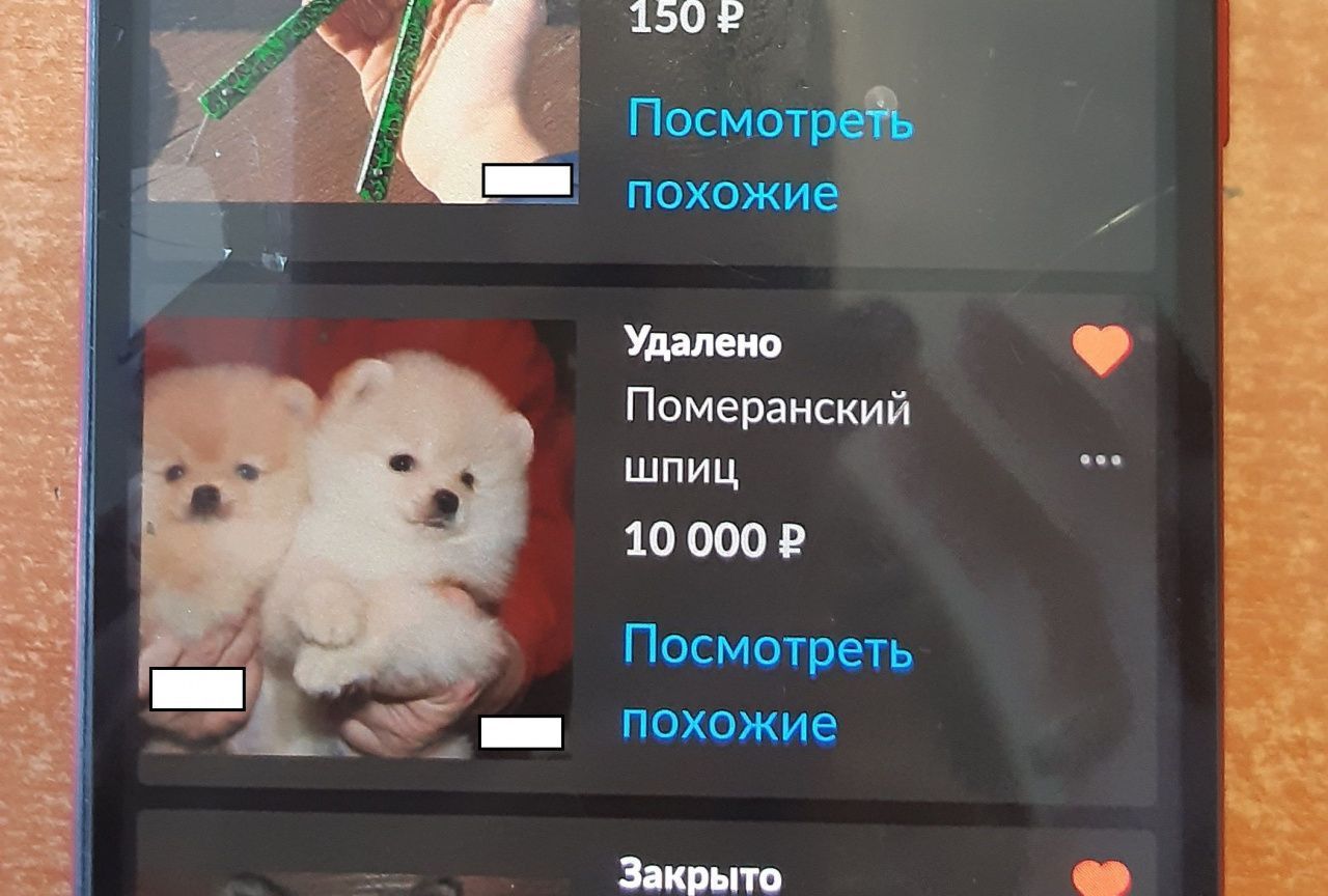 Безработная жительница Краснотурьинска продавала на "Авито" щенков шпица, которых у нее не было