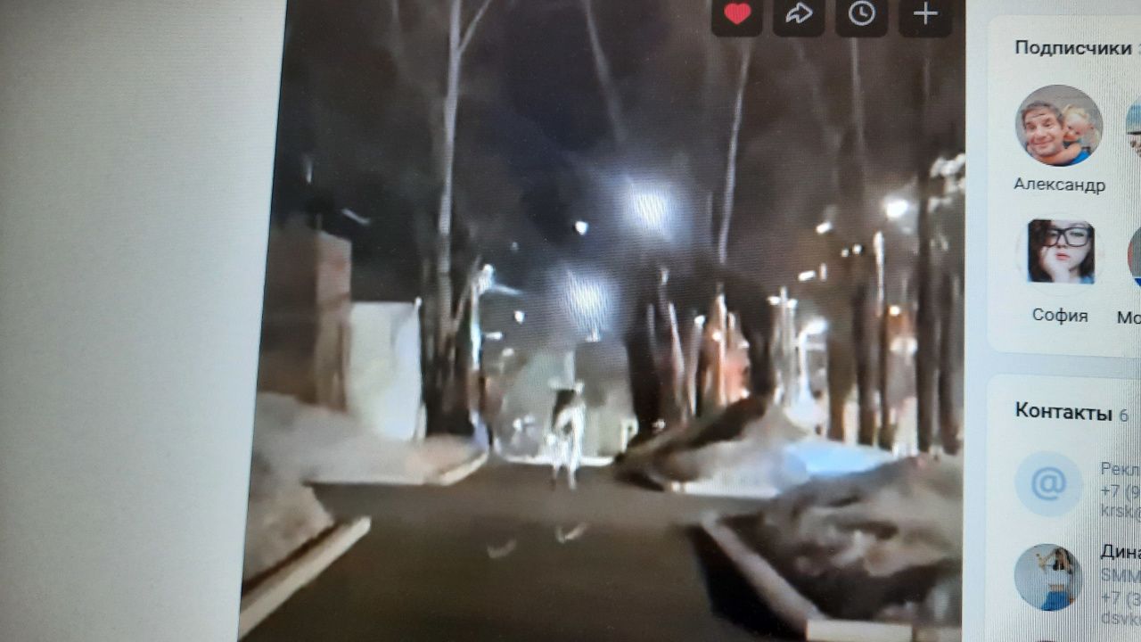 «До места гибели он полз». Свидетельница смерти лося рассказала об инциденте