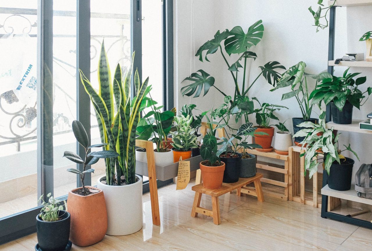 5 больших комнатных растений, за которыми просто ухаживать