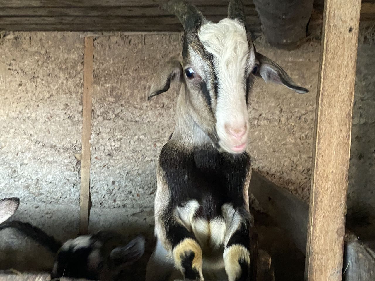 Больше свиней, меньше коз. В области продолжает сокращаться поголовье крупного рогатого скота