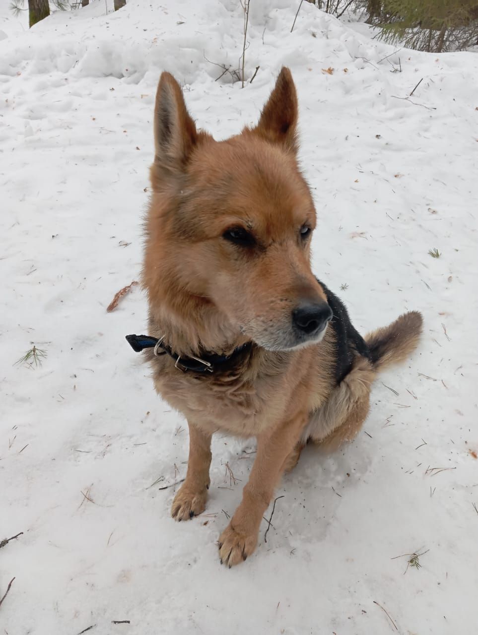 Вернуть Мухтара. Собака горожанина попала в отлов. За возврат попросили 9 тысяч. Или - ждать месяц