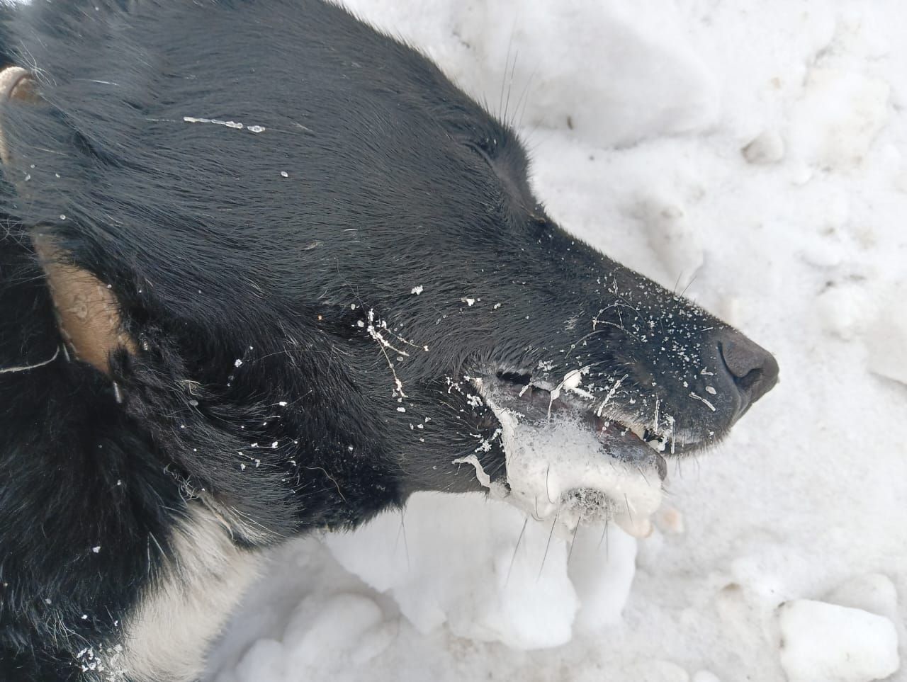 Экспертиза подтвердила отравление собаки, погибшей в Краснотурьинске