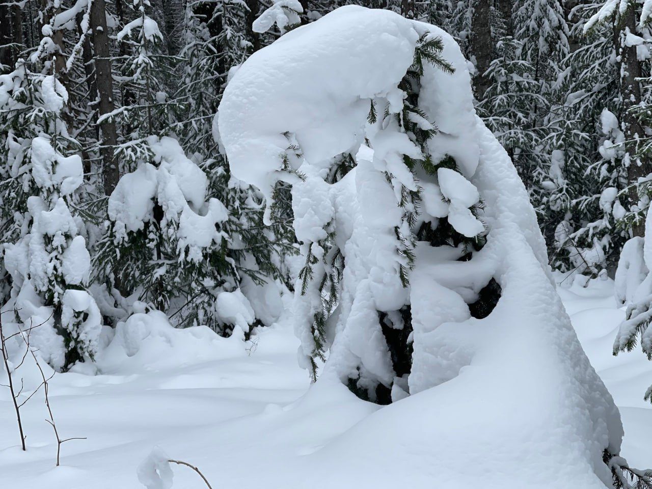Белка, танцы, масло, мясо… Здравствуй, Новый год!