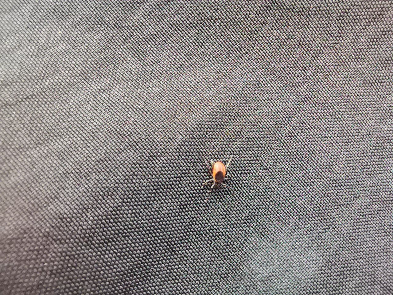 Зафиксировано уже 458 укусов клещей. Куда обращаться пострадавшим в Краснотурьинске