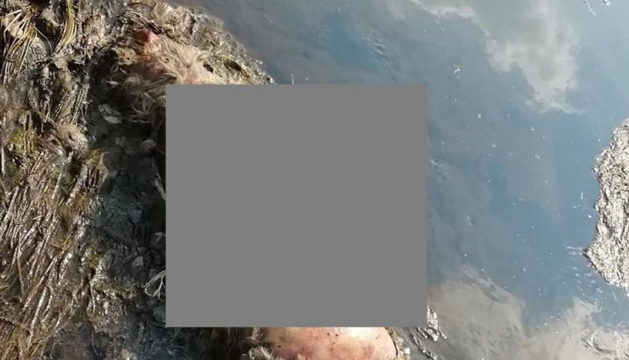 В полиции возбудили уголовное дело по обезображенным трупам собак 