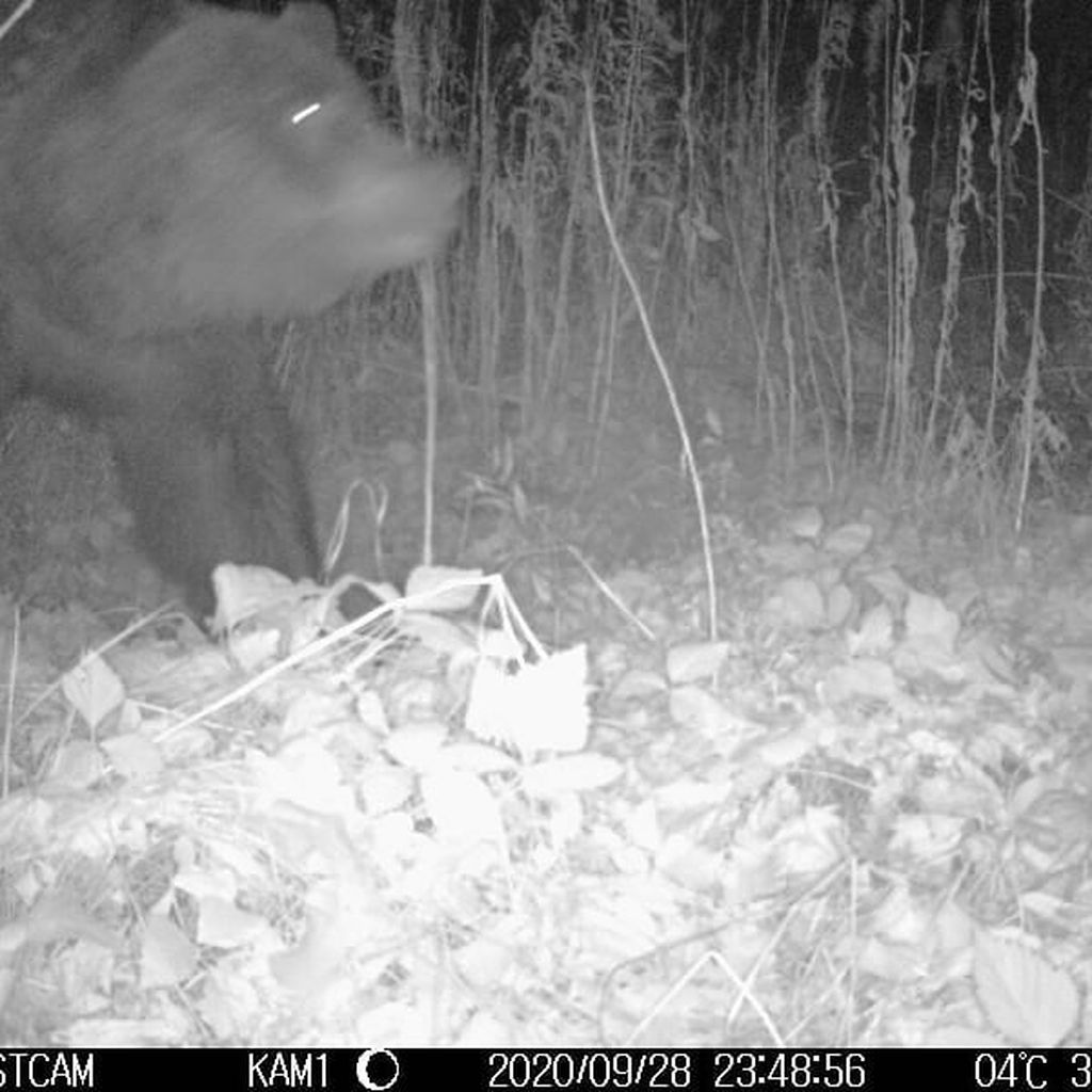 Садоводы сами приучают медведя к «халяве». Рассказываем, почему это опасно и как хищник может проникнуть в дом