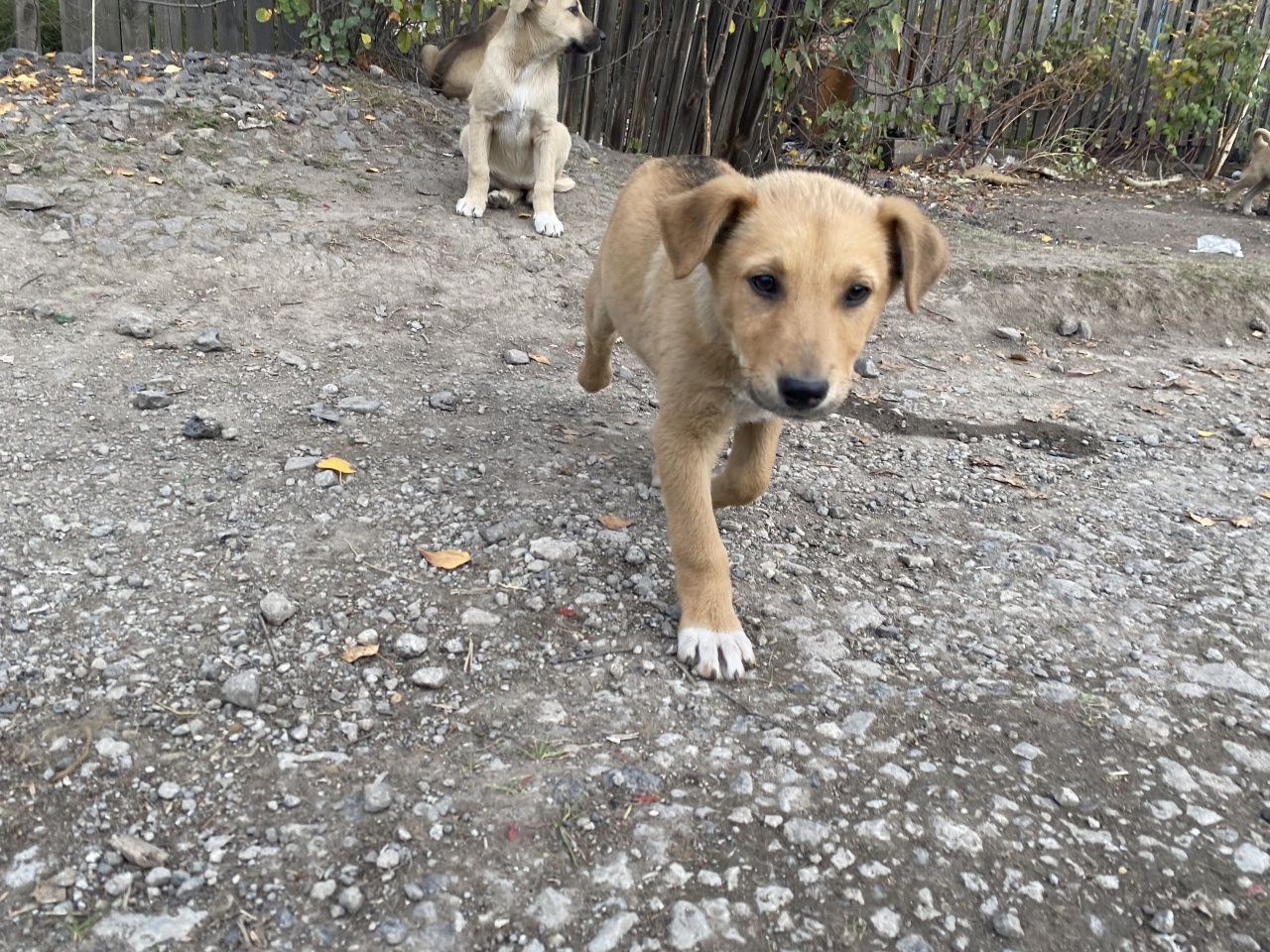 Владельцам домашних животных рассказали, что нужно для аптечки питомцу