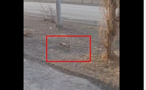 Утром по центру Краснотурьинска бегала белка