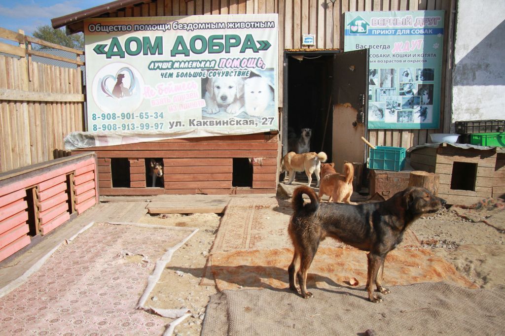 Читатели детской библиотеки собрали корм для собак и кошек из приюта Серова