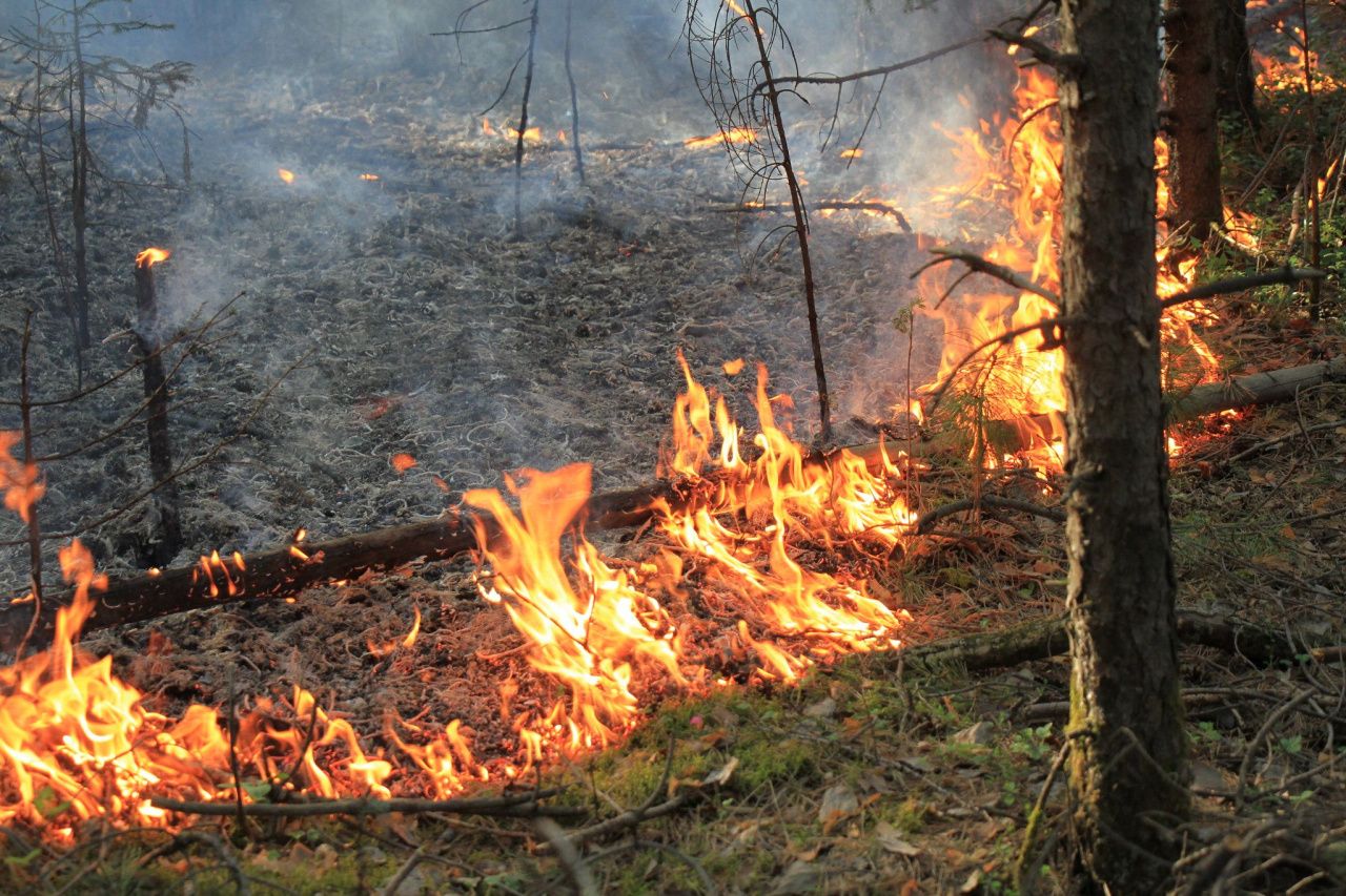 Полиция напоминает об ответственности за нарушение требований правил пожарной безопасности в лесах