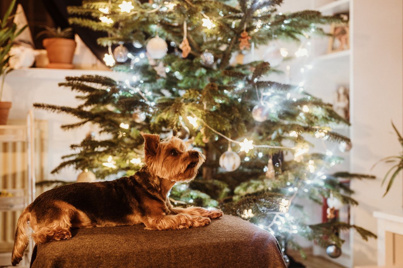 Звериный стресс: от чего страдают домашние животные во время праздников?