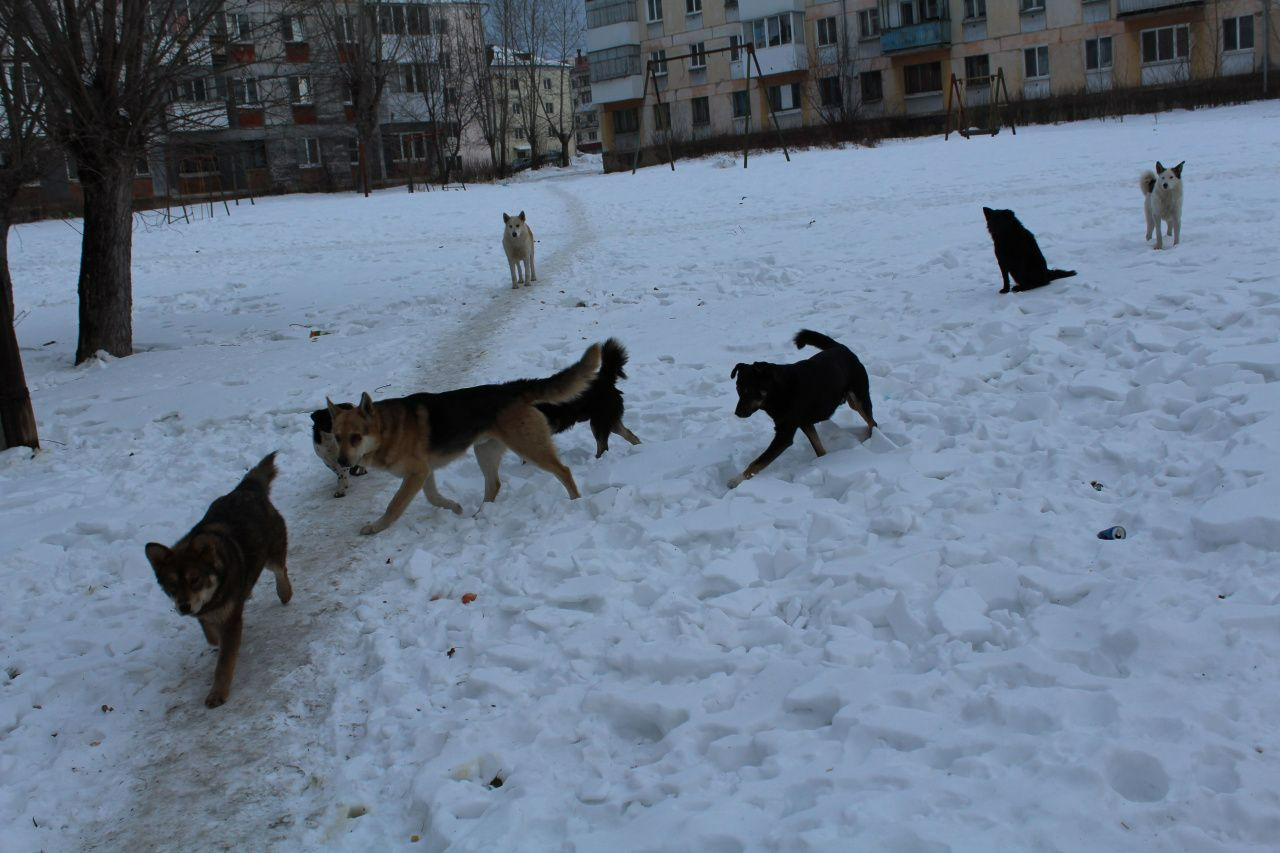 Свердловские депутаты отказались умерщвлять бездомных собак в приютах