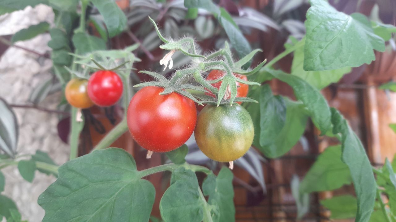 На балконе растут помидоры, а также петрушка, укроп и цветы